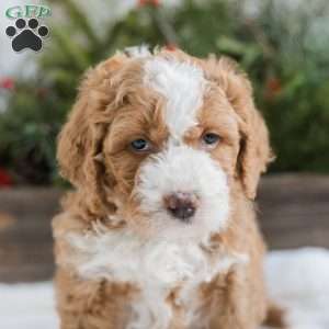 Destiny, Mini Bernedoodle Puppy